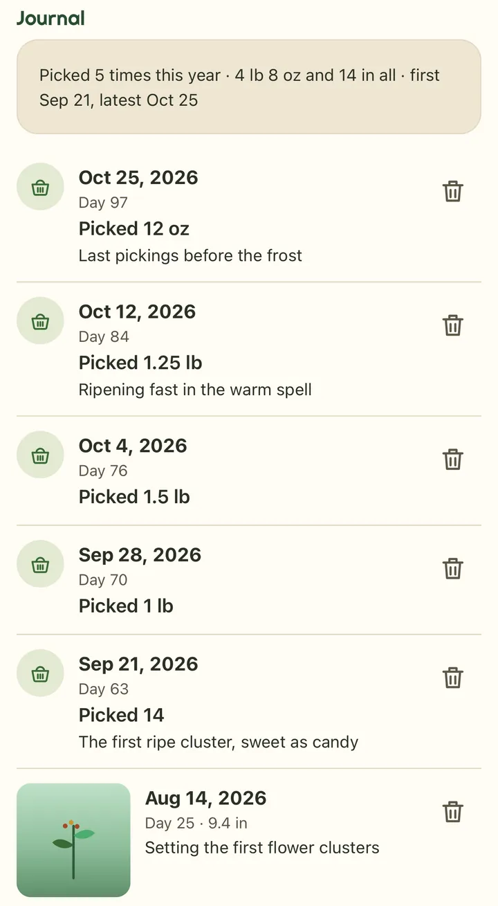 A tomato plant's journal: picked 5 times this year, 4 lb 8 oz and 14 in all, first Sep 21, latest Oct 25; harvest entries for 12 oz (last pickings before the frost), 1.25 lb (ripening fast in the warm spell), 1.5 lb, 1 lb and 14 (the first ripe cluster, sweet as candy), and a photo entry from August